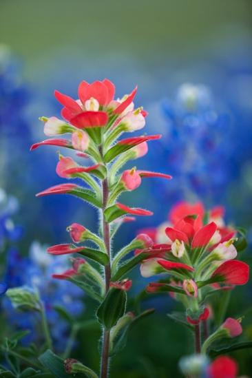 Bloom;Blossom;Blossoms;Blue;Blues;Calm;College Station;Cool Colors;Cool Palette;Cool Tones;Fabaceae;Floret;Floweret;Flowering;Flowers;Gold;Healing;Health care;Healthcare;Lavender;Lupinus texensis;Orange;Periwinkle;Petal;Petals;Pistil;Prairie;Stamen;Texas;Texas Bluebonnet;United States;Warm Colors;Warm Palette;Warm Tones;Yellow;bloom;blue;color;dandelions;field;flora;floral;flower;green;meadow;pasture;peaceful;plants;purple;red;restful;serene;soothing;tranquil;wildflowers;yellow