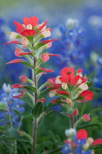 Bloom;Blossom;Blossoms;Blue;Bluebonnet;Bluebonnets;Close-up;College Station;Flower;Floweret;Flowering;Flowers;Flowers & Plants;Green;Healing;Health care;Healthcare;Indian Paintbrush;Leaf;Leaves;Macro;Modern;Nature;Oneness;Pastoral;Peaceful;Petal;Petals;Plant;Red;Texas;Texas Bluebonnet;United States;Wildflower;bloom;botanical;botanicals;calm;contemporary;contemporary art;flora;floral;modern art;restful;serene;soothing;tranquil;zen