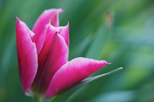 Petal;Bloom;tulips;Flower;Stamen;Flowering;tulip;stem;Floret;Green;Plants;Petals;Pistel;Red;Floweret;Spring;Purple;Botanical;Blossoms;Blossom;Springtime;Blooming;Plant;Flowers;Pink