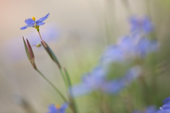 Abstract;Abstractions;Bloom;Blossom;Blossoms;blue;Floret;Flower;Floweret;Flowering;Flowers;gold;green;Lavender;orange;Patterns;Petal;Petals;Pistil;purple;Shapes;Stamen;Texas;Textures;yellow