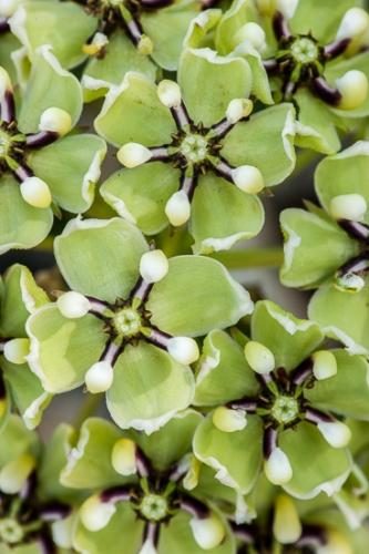 Abstract;Abstractions;Botanical;Brown;Herb;Patterns;Shrub;Stock categories;Texas;Textures;White;botanicals;botany;flora;green;greenery;herbage;plant;plants;shapes;vegetation
