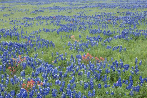 red;Brenham;Flower;blue;Clouds;Blossoms;Cloud;Floret;Blossom;Daybreak;Flowers;Lupinus texensis;Landscape;Flora;Dawn;Floweret;Pastel;Fog;Field;Green;Petal;Petals;Pistil;Weather;Stamen;Flowering;Bluebonnets;Cloud Formation;Break of Day;Texas;Meadow;Bloom;close of day;Fabaceae;Pasture;green;Peach;Texas Bluebonnet;Outdoor;Periwinkle;TX;Wildflower;Morning;Prairie;Blue;First Light