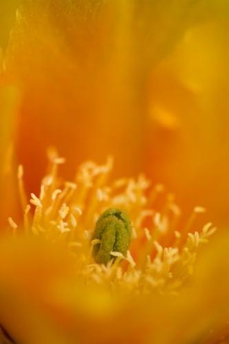 herb;Floweret;gold;Blossom;cactus;spine;flora;Floret;shrub;Texas;needle;orange;botanicals;Pistil;Flowers;vegetation;Stamen;botany;Bloom;prickley;greenery;Petal;Blossoms;plants;green;thorn;Petals;plant;pear;Prickly;Flower;botanical;yellow;Flowering;herbage