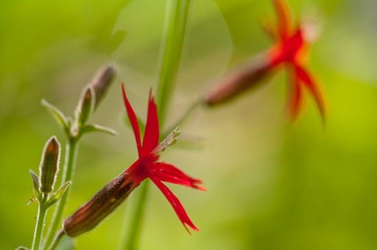 Bloom;Blossom;Blossoms;Botanical;Bud;Calm;Close-up;Fire Pink;Floral;Floret;Floweret;Flowering;Flowers;Healing;Health care;Healthcare;Macro;Nature;Pastoral;Petal;Petals;Pistel;Pistil;Short Springs State Natural Area;Silene virginica;Stamen;Tennessee;Tullahoma;United States;bloom;botanicals;flora;floral;flower;green;oneness;peaceful;plant;plants;red;restful;serene;soothing;tranquil;wildflower;zen