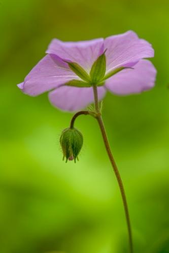 Agricultural;Agriculture;Bloom;Blossom;Blossoms;Botanical;Bud;Calm;Close-up;Farming;Floral;Floret;Floweret;Flowering;Flowers;Geranium maculatum;Healing;Health care;Healthcare;Image type;Lavender;Leaf;Looking up;Macro;Minimalism;Nature;Pastoral;Petal;Petals;Photo specs;Pink;Pistel;Purple;Short Springs State Natural Area;Stamen;Tennessee;Tullahoma;United States;Wild Geranium;bloom;botanicals;color;fern;flora;floral;flower;green;hay;leaves;oneness;peaceful;plant;plants;purple;restful;serene;soothing;tranquil;violet;wildflower;zen