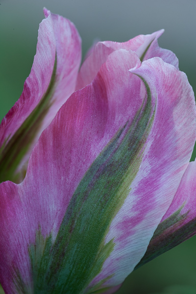 Abstract;Abstraction;Bloom;Blossom;Blossoms;Calm;Close-up;Concepts;Cool Colors;Cool Palette;Cool Tones;Dew;Droplets;Drops;Flora;Floral;Flower;Floweret;Flowering;Flowers;Flowers & Plants;Green;Greens;Healing;Health care;Healthcare;Line;Macro;Minimalism;Nature;Oneness;Pastoral;Petal;Pink;Shape;Water;Water Drops;Yellow;bloom;color;dew drops;dewdrop;dewy;drop;flora;floral;flower;magenta;pattern;peaceful;plants;restful;serene;soothing;texture;tranquil;zen