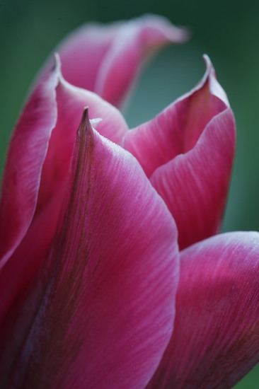 Bloom;Blooming;Blossom;Flower;Flowering;Green;Magenta;Petal;Pink;Red;tulip