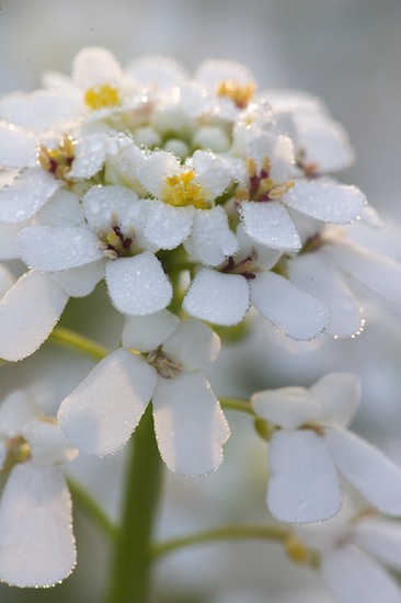 Bloom;Blossom;Blossoms;Damp;Dew;Dewy;Drop;Droplet;Floret;Flower;Floweret;Flowering;Flowers;Moisture;Petal;Petals;Pistel;Stamen;Water;Wet;White