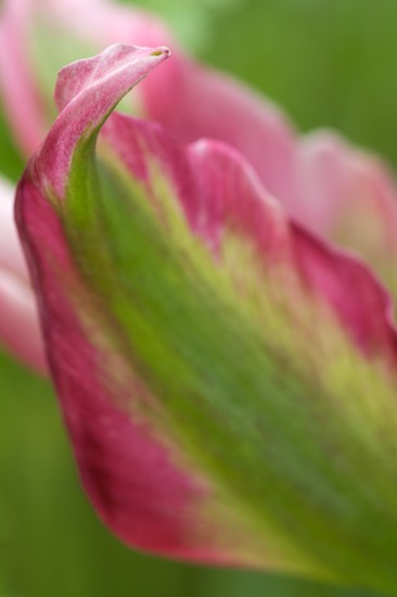 Bloom;Blooming;Blossom;Flower;Flowering;Green;Magenta;Petal;Pink;Red;tulip