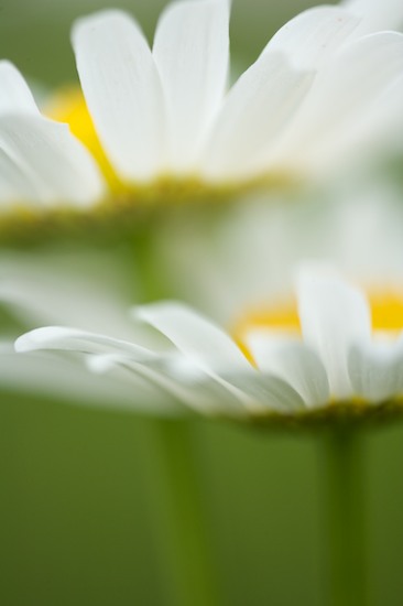 Bloom;Blossom;Blossoms;Daisies;Daisy;Floret;Flower;Floweret;Flowering;Flowers;Green;Orange;Petal;Petals;Pistel;Stamen;White;Yellow