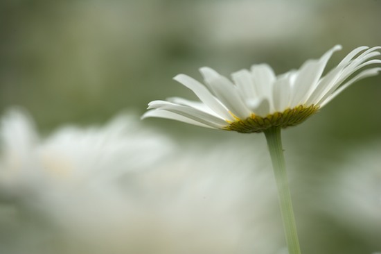 Bloom;Blossom;Blossoms;Daisies;Daisy;Floret;Flower;Floweret;Flowering;Flowers;Green;Orange;Petal;Petals;Pistel;Stamen;White;Yellow
