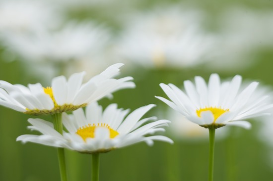 Bloom;Blossom;Blossoms;Daisies;Daisy;Floret;Flower;Floweret;Flowering;Flowers;Green;Orange;Petal;Petals;Pistel;Stamen;White;Yellow