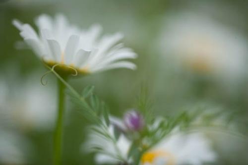 Bloom;Blossom;Blossoms;Close-up;Color;Daisies;Daisy;Floret;Flower;Floweret;Flowering;Flowers;Green;Oneness;Orange;Peaceful;Petal;Petals;Pistel;Preparations;Stamen;Wedding;White;Wildflower;Yellow;bloom;flora;floral