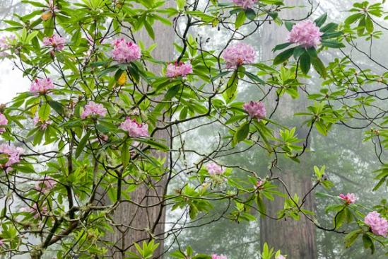 Bloom;Blossom;Blossoms;Branches;Brown;California;Calm;Crescent City;Damnation Creek Trail;Del Norte Coast Redwood State Park;Floret;Floweret;Flowering;Flowers;Fog;Forest;Forested;Healing;Health care;Healthcare;Herbaceous;Mist;Obscured;Petal;Petals;Pink;Pistil;Redwood;Redwood National Park;Rhododendron;Stamen;Timber;Timberland;Tree;United States;White;Wood;Woodland;Woods;bark;bloom;branch;flora;floral;flower;foggy;gray;green;haze;mist;misty;peaceful;plant;plants;restful;sequoia sempervirens;serene;soothing;tranquil;tree trunk;trees;trunk
