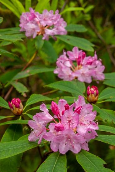 Bloom;Blossom;Blossoms;California;Calm;Crescent City;Damnation Creek Trail;Del Norte Coast Redwood State Park;Floret;Floweret;Flowering;Flowers;Healing;Health care;Healthcare;Petal;Petals;Pink;Pistil;Redwood National Park;Rhododendron;Stamen;United States;bloom;flora;floral;flower;green;peaceful;plants;restful;serene;soothing;tranquil