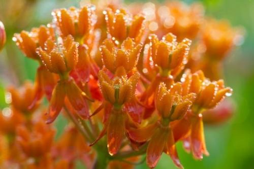 Flowering;Petal;Bloom;Stamen;Flower;Pistel;Flowers;Floret;Blossom;Floweret;Petals;Blossoms;Orange