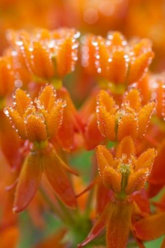 Bloom;Stamen;Petals;Petal;Flowering;Flowers;Floweret;Orange;Flower;Floret;Pistel;Blossoms;Blossom