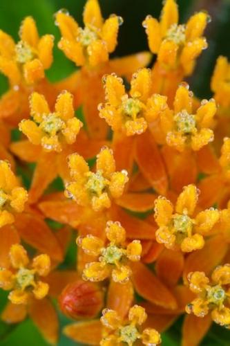 droplet;Green;Abstracts;Flowers;Blossom;Floret;Petal;Vertical;drops;Floweret;Butterfly Weed;water;Stamen;Textures;dew;Yellow;dew drops;Petals;Flower;Flowering;Bloom;Pistel;Orange;Patterns;Blossoms;dewy