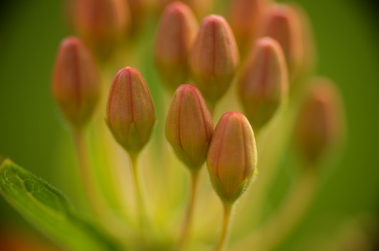 Abstract;Abstractions;Asclepias Tuberosa;Bloom;Blossom;Blossoms;Butterfly Weed;Cardiac Glycoside;Cedar Glade;Couchville;Couchville Cedar Glade State Natural Area;Floret;Flower;Floweret;Flowering;Flowers;Green;Milkweed;Orange;Patterns;Petal;Petals;Pistil;Pleurisy-Root;Red;Shapes;Stamen;Tennessee;Textures;TN
