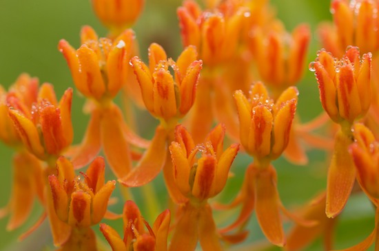 Abstract;Abstractions;Asclepias Tuberosa;Bloom;Blossom;Blossoms;Butterfly Weed;Cardiac Glycoside;Cedar Glade;Couchville;Couchville Cedar Glade State Natural Area;Damp;Dew;Dewy;Drop;Droplet;Floret;Flower;Floweret;Flowering;Flowers;Green;Milkweed;Moisture;Orange;Patterns;Petal;Petals;Pistil;Pleurisy-Root;Red;Shapes;Stamen;Tennessee;Textures;TN;Water;Wet
