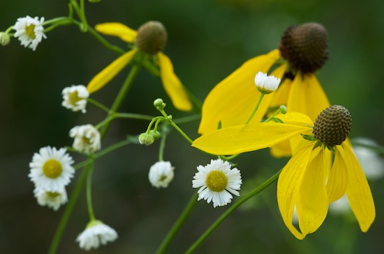 Bloom;Blossom;Blossoms;Brown;Couchville Cedar Glade State Natural Area;Eastern Daisy Fleabane;Erigeron annuus;Fleabane Daisy;Floret;Flower;Floweret;Flowering;Flowers;Gold;Gray-Headed Coneflower;Green;Middle Tennessee;Petal;Petals;Pistil;Prairie Coneflower;Ratibida Pinnata;Stamen;Tennessee;TN;White;Yellow