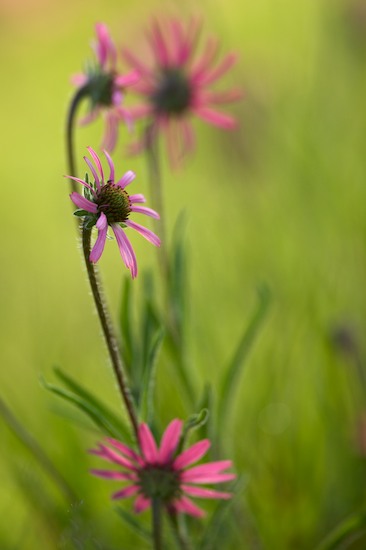 Bloom;Blossom;Blossoms;Brown;Cedar Glade;Couchville Cedar Glade State Natural Area;Echinacea tennesseensis;Endangered Species;Floret;Flower;Floweret;Flowering;Flowers;Fuschia;Green;Magenta;Middle Tennessee;Petal;Petals;Pink;Pistil;Purple;Stamen;Tennessee;Tennessee Coneflower;TN