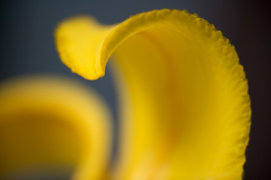 Abstract;Abstractions;Bloom;Blossom;Blossoms;Floret;Flower;Floweret;Flowering;Flowers;Patterns;Petal;Petals;Pistel;Shapes;Stamen;Textures;Yellow