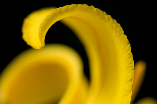 Abstract;Abstractions;Bloom;Blossom;Blossoms;Floret;Flower;Floweret;Flowering;Flowers;Patterns;Petal;Petals;Pistel;Shapes;Stamen;Textures;Yellow