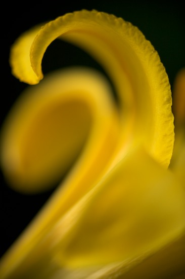 Abstract;Abstractions;Bloom;Blossom;Blossoms;Floret;Flower;Floweret;Flowering;Flowers;Patterns;Petal;Petals;Pistel;Shapes;Stamen;Textures;Yellow