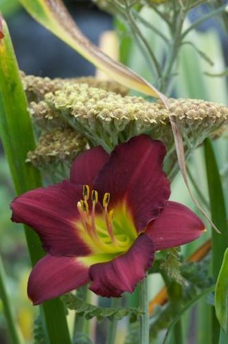 Flowering;Flowers;Green;Maroon;Patterns;Petal;Petals;Pistel;Red;Shapes;Stamen;Textures;Abstract;Abstractions;Bloom;Blossom;Flower;Blossoms;Close-up;Floret;Floweret