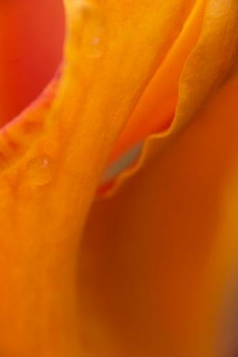 Shapes;Droplet;Dew;Patterns;Drop;Blossoms;Pistel;Floret;Dewy;Water;Damp;Flowers;Flowering;Bloom;Floweret;Stamen;Wet;Abstractions;Flower;Orange;Blossom;Textures;Moisture;Abstract;Petal;Petals