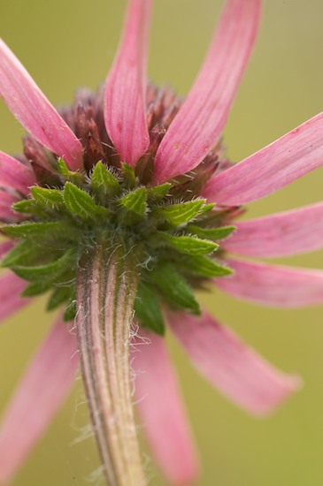 Bloom;Blossom;Blossoms;Brown;Cedar Glade;Couchville Cedar Glade State Natural Area;Echinacea tennesseensis;Endangered Species;Floret;Flower;Floweret;Flowering;Flowers;Fuschia;Green;Lavender;Magenta;Petal;Petals;Pistil;Purple;Stamen;Tennessee;Tennessee Coneflower
