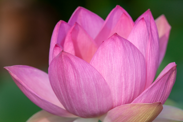 Bloom;Blossom;Blossoms;Botanical;Calm;Close-up;Floral;Floret;Floweret;Flowering;Flowers;Franklin;Healing;Health care;Healthcare;Image type;Macro;Minimalism;Nature;North Carolina;Pastoral;Petal;Petals;Photo specs;Pink;Pistil;Stamen;Sunshine;United States;Warm Colors;Warm Palette;Warm Tones;Water Lotus;Yellow;bloom;color;flora;floral;flower;green;magenta;oneness;peaceful;plant;plants;restful;serene;soothing;sunlit;tranquil;wildflower;yellow;zen