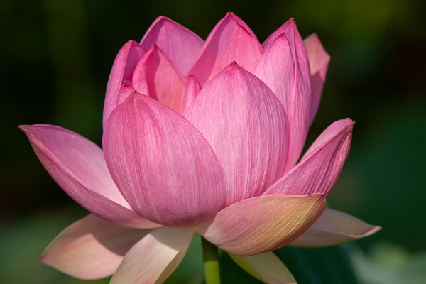 Bloom;Blossom;Blossoms;Botanical;Calm;Close-up;Floral;Floret;Floweret;Flowering;Flowers;Franklin;Healing;Health care;Healthcare;Image type;Macro;Minimalism;Nature;North Carolina;Pastoral;Petal;Petals;Photo specs;Pink;Pistil;Stamen;Sunshine;United States;Warm Colors;Warm Palette;Warm Tones;Water Lotus;Yellow;bloom;color;flora;floral;flower;green;magenta;oneness;peaceful;plant;plants;restful;serene;soothing;sunlit;tranquil;wildflower;yellow;zen