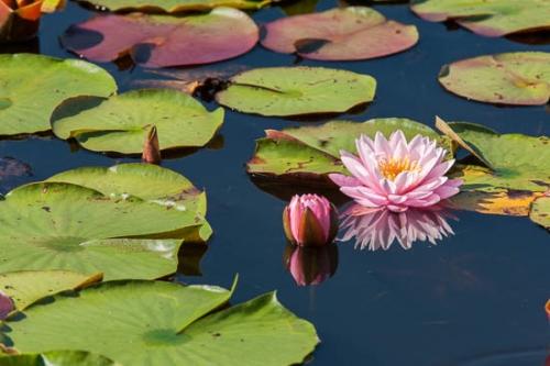 Bloom;Blossom;Blossoms;Brown;Color;Floret;Flower;Floweret;Flowering;Flowers;Franklin;Gold;Green;North Carolina;Petal;Petals;Pink;Pistil;Stamen;United States;Yellow;bloom;flora;floral