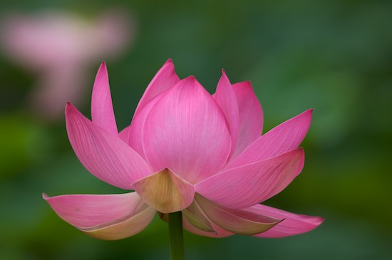Abstract;Abstractions;Bloom;Blossom;Blossoms;Floret;Flower;Floweret;Flowering;Flowers;Franklin;Green;North Carolina;Patterns;Petal;Petals;Pink;Pistil;Shapes;Stamen;Textures;White;Yellow