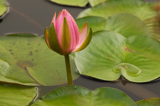 Bloom;Blossom;Blossoms;Bog;botanical;botanicals;botany;flora;Floret;Flower;Floweret;Flowering;Flowers;Franklin;Fuschia;greenery;herb;herbage;Hot Pink;Lily Pads;Marsh;Mire;Muskeg;North Carolina;Petal;Petals;Pistil;plant;plants;shrub;Stamen;Swamp;Swamps;vegetation