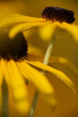 Yellow;Close-up;Pistel;Floret;Blossoms;Flora;Brown;floral;Flowering;Blossom;Flower;Flowers;Gold;Petal;Petals;Stamen;Floweret;Bloom