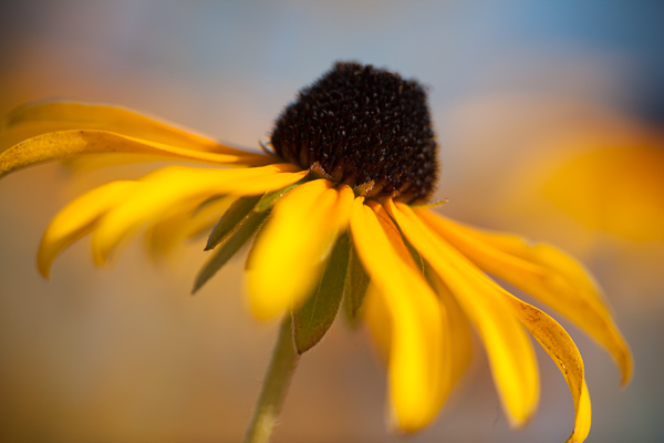 Bloom;Blossom;Blossoms;Blue;Blues;Brown;Calm;Close-up;Cool Colors;Cool Palette;Cool Tones;Flora;Floral;Floret;Floweret;Flowering;Flowers;Gold;Healing;Health care;Healthcare;Image type;Petal;Petals;Photo specs;Pistel;Stamen;Warm Colors;Warm Palette;Warm Tones;Yellow;bloom;blue;color;flora;floral;flower;peaceful;plants;restful;serene;soothing;tranquil;yellow