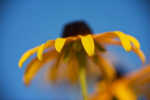 Flora;Flower;Flowering;Flowers;stem;floral;Bloom;Blossom;Black-eyed Susan;Petals;Blue;Green;Pistel;Blossoms;Stamen;Brown;Yellow;Floweret;Sky;Gold;Floret;Close-up;Petal