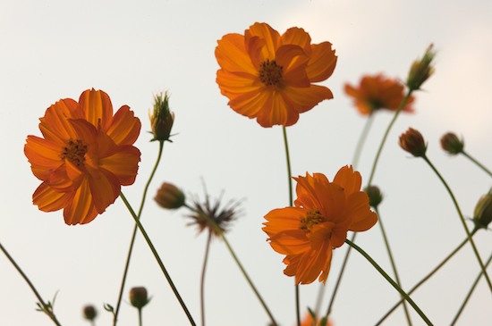 Bloom;Blossom;Blossoms;Cosmos;Floret;Flower;Floweret;Flowering;Flowers;Orange;Petal;Petals;Pistil;Stamen;Tennessee