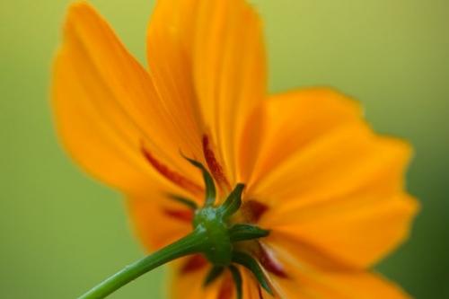 Floweret;Petals;Flower;Peaceful;Blossom;Cosmos;Orange;Green;Petal;close-up;Floret;Flowers;Flowering;Bloom;Pistil;Stamen;Blossoms