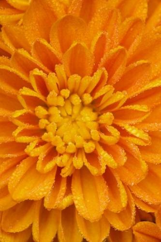 Flowers;Flowering;Orange;Petals;Blossom;Close-up;Floweret;Floret;Blossoms;Mums;Petal;Flower;Stamen;Bloom;Mum;Pistil