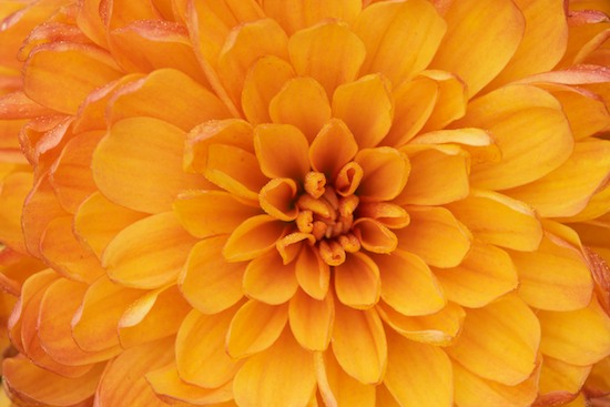 Bloom;Blossom;Blossoms;Floret;Flower;Floweret;Flowering;Flowers;Mum;Mums;Orange;Petal;Petals;Pistil;Stamen