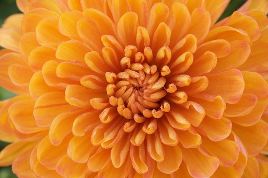 Bloom;Blossom;Blossoms;Floret;Flower;Floweret;Flowering;Flowers;Mum;Mums;Orange;Petal;Petals;Pistil;Stamen