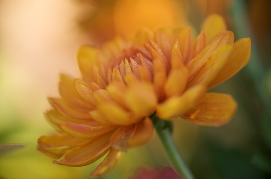 Bloom;Blossom;Blossoms;Floret;Flower;Floweret;Flowering;Flowers;Mum;Mums;Orange;Petal;Petals;Pistil;Stamen