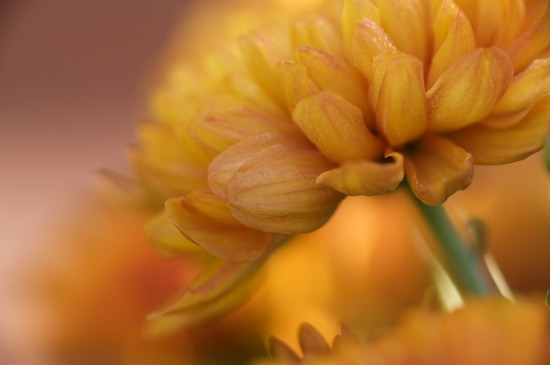 Bloom;Blossom;Blossoms;Floret;Flower;Floweret;Flowering;Flowers;Mum;Mums;Orange;Petal;Petals;Pistil;Stamen