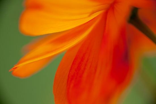 Abstract;Abstraction;Abstractions;Bloom;Blossom;Blossoms;Botanical;Calm;Close-up;Floral;Floret;Floweret;Flowering;Flowers;Flowers & Plants;Healing;Looking up;Macro;Minimalism;Nature;Pastoral;Patterns;Petal;Petals;Pistil;Shape;Stamen;Stock categories;Textures;Yellow;bloom;botanicals;flora;floral;flower;green;oneness;orange;pattern;peaceful;plant;plants;red;restful;serene;shapes;soothing;tranquil;zen