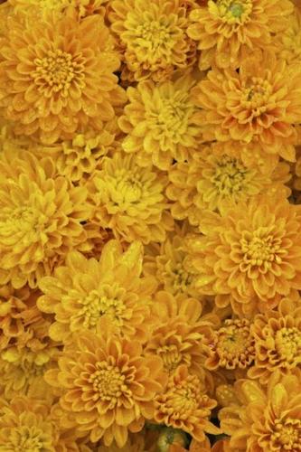 Flowers;Green;Chrysanthemum;Flower;Close-up;Blossom;Petals;Gold;Yellow;floral;Flowering;Orange;Flora