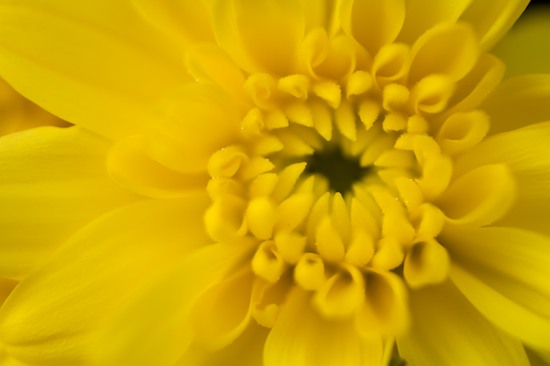 Abstract;Bloom;Blossom;Blossoms;Floret;Flower;Floweret;Flowering;Flowers;Mums;Petal;Petals;Pistel;Stamen;Yellow